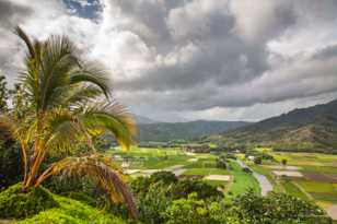 Hanalei Valley-8748 Hanalei Valley-8748